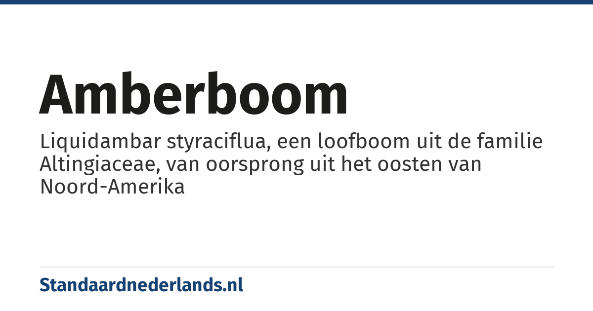 amberboom: Liquidambar styraciflua, een loofboom uit de familie Altingiaceae, van oorsprong uit het oosten van Noord-Amerika