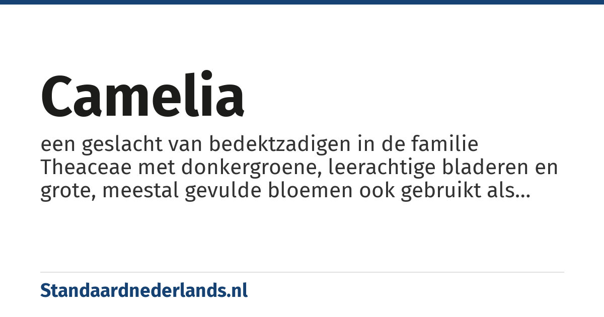 camelia: een geslacht van bedektzadigen in de familie Theaceae met donkergroene, leerachtige bladeren en grote, meestal gevulde bloemen ook gebruikt als kamerplant