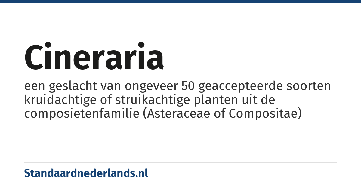cineraria: een geslacht van ongeveer 50 geaccepteerde soorten kruidachtige of struikachtige planten uit de composietenfamilie (Asteraceae of Compositae)