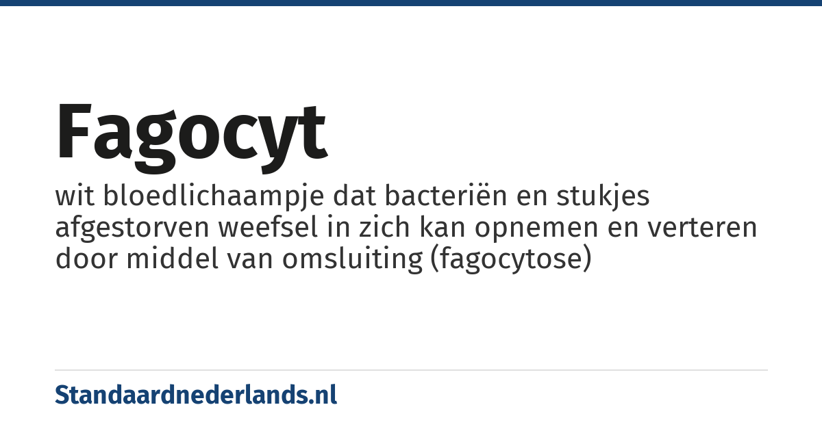 fagocyt: wit bloedlichaampje dat bacteriën en stukjes afgestorven weefsel in zich kan opnemen en verteren door middel van omsluiting (fagocytose)