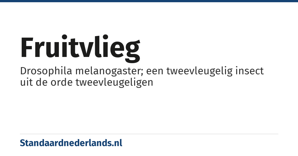fruitvlieg: Drosophila melanogaster; een tweevleugelig insect uit de orde tweevleugeligen