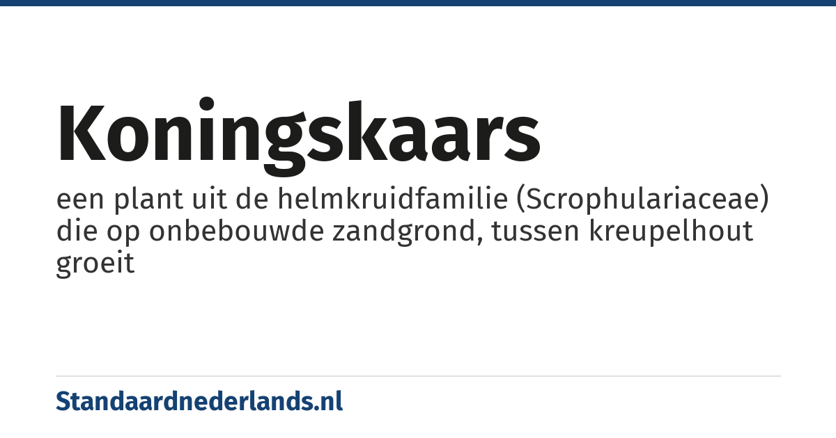 koningskaars: een plant uit de helmkruidfamilie (Scrophulariaceae) die op onbebouwde zandgrond, tussen kreupelhout groeit