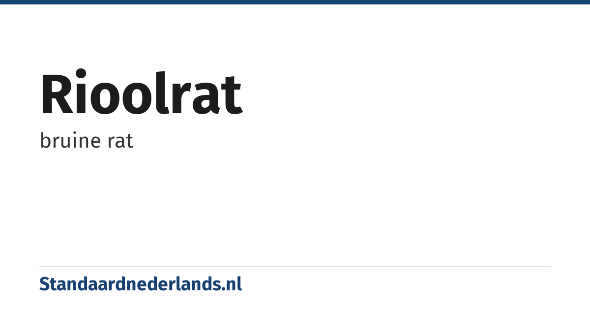 rioolrat: bruine rat