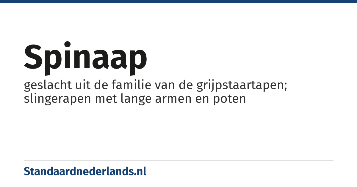 spinaap: geslacht uit de familie van de grijpstaartapen; slingerapen met lange armen en poten