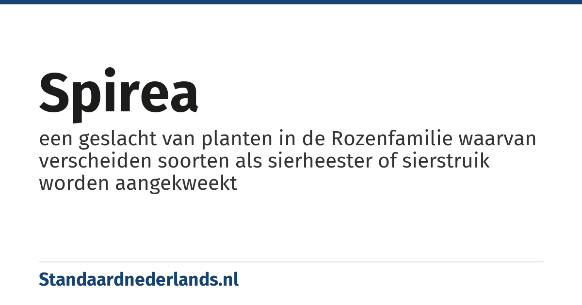 spirea: een geslacht van planten in de Rozenfamilie waarvan verscheiden soorten als sierheester of sierstruik worden aangekweekt