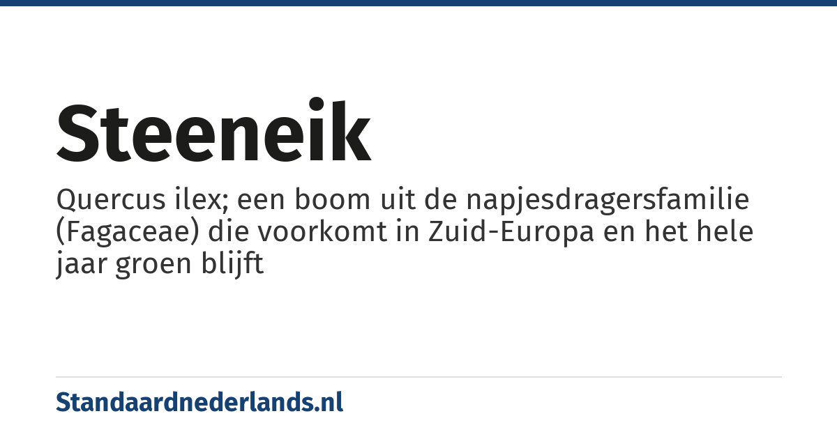 steeneik: Quercus ilex; een boom uit de napjesdragersfamilie (Fagaceae) die voorkomt in Zuid-Europa en het hele jaar groen blijft