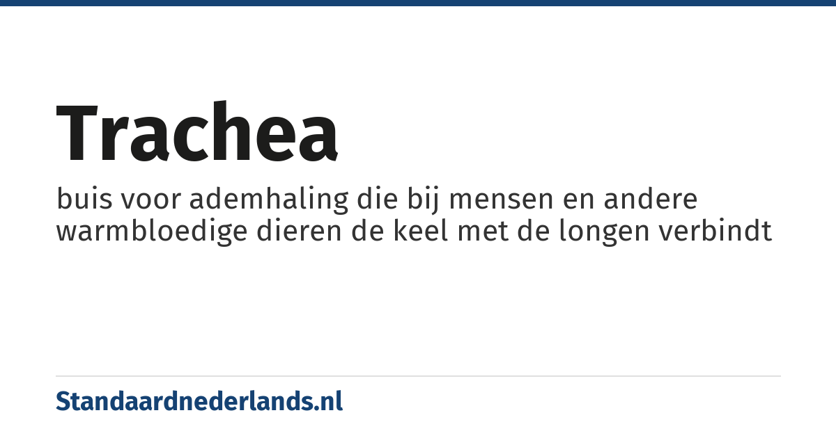 trachea: buis voor ademhaling die bij mensen en andere warmbloedige dieren de keel met de longen verbindt