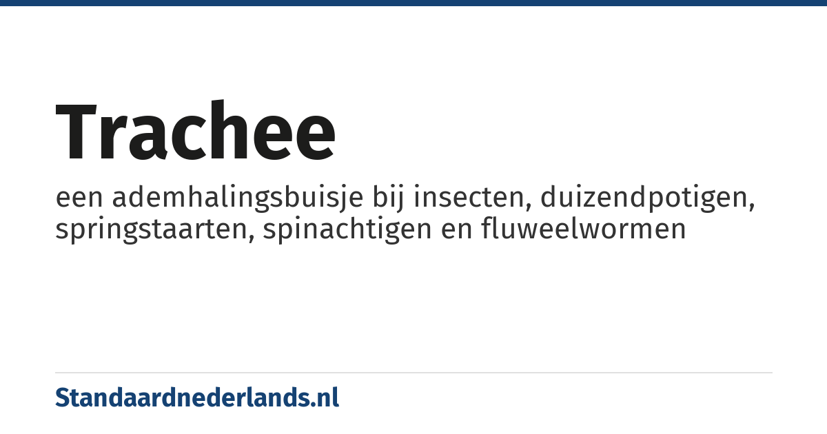 trachee: een ademhalingsbuisje bij insecten, duizendpotigen, springstaarten, spinachtigen en fluweelwormen