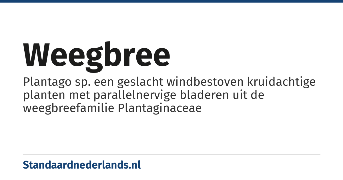 weegbree: Plantago sp. een geslacht windbestoven kruidachtige planten met parallelnervige bladeren uit de weegbreefamilie Plantaginaceae