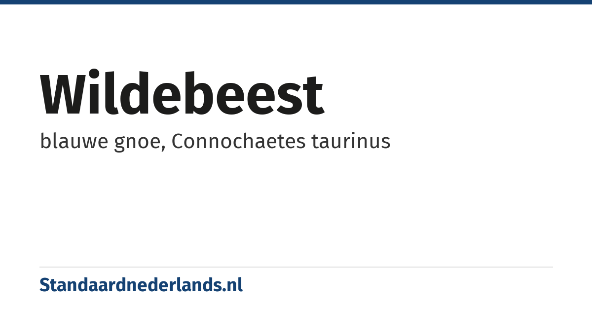 wildebeest: blauwe gnoe, Connochaetes taurinus