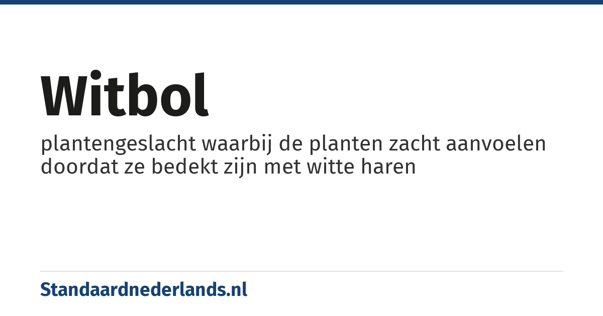 witbol: plantengeslacht waarbij de planten zacht aanvoelen doordat ze bedekt zijn met witte haren