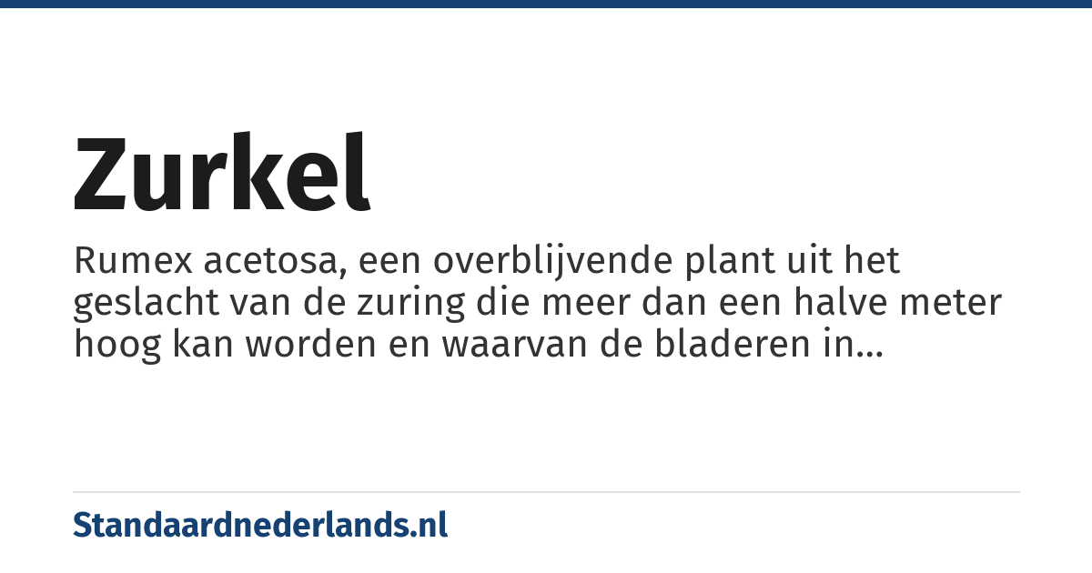 zurkel: Rumex acetosa, een overblijvende plant uit het geslacht van de zuring die meer dan een halve meter hoog kan worden en waarvan de bladeren in salades verwerkt worden